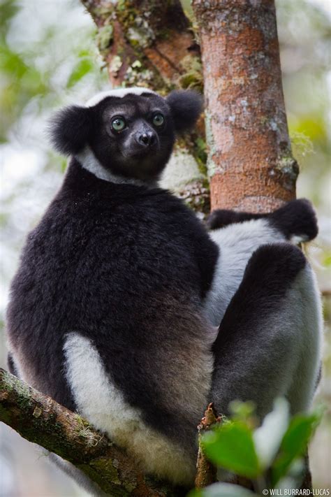 Indri indri | Will Burrard-Lucas