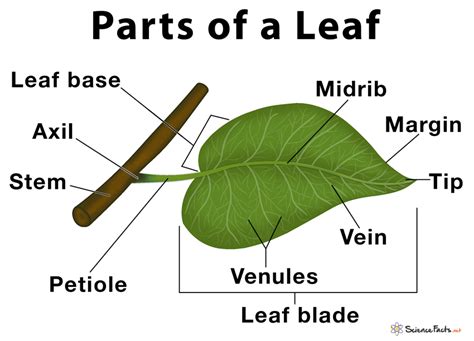 Parts Of A Leaf Diagram Labeled And Their Functions Diagram