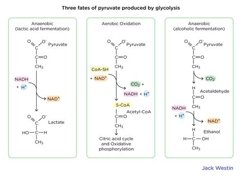 Glycolysis Aerobic Substrates And Products - Glycolysis Gluconeogenesis ...