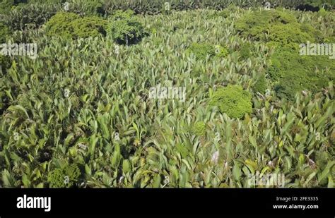 Nipah palm tree Stock Videos & Footage - HD and 4K Video Clips - Alamy