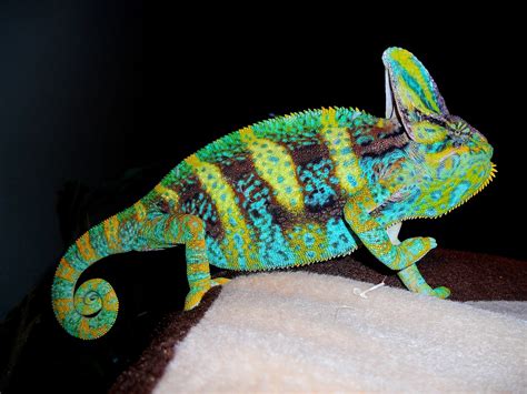 Veiled Chameleon Facts, Habitat, Diet, Baby, Pet Care, Pictures