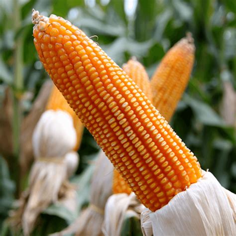 How Corn Varieties Shape American Farming