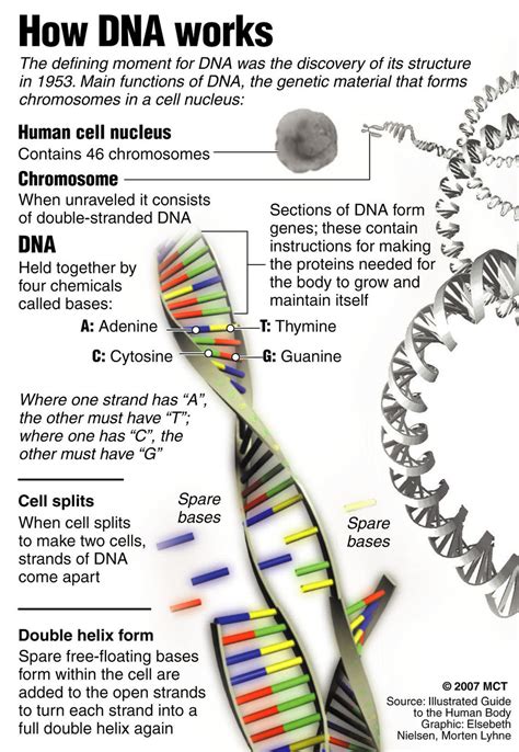 DNA Works Poster : Biological Science Picture Directory – Pulpbits.net