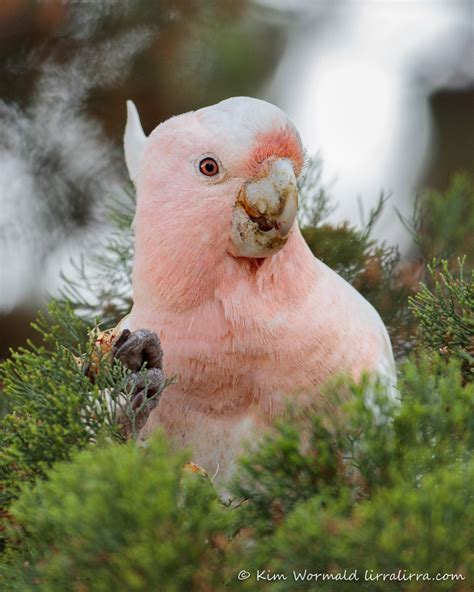 Glorious, and dirty, Pink Cockatoos « lirralirra