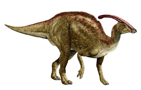 Parasaurolophus Facts, Anatomy, Behavior and Adaptation