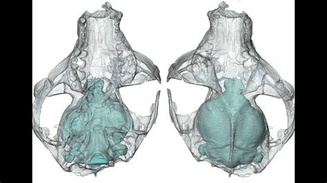 How did primates’ brains get so big? | Voxitatis Blog