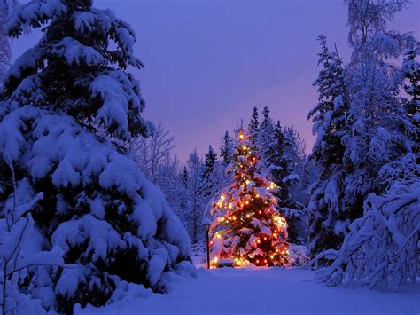 Christmas, Christmas Tree, Winter, Snow, Christmas Lights, Forest ...