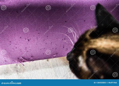 Male Shelter Cat Destroying Furniture with Front Claws Stock Image ...