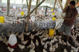 peternakan ayam pedaging di bogor jawa barat - DATATEMPO