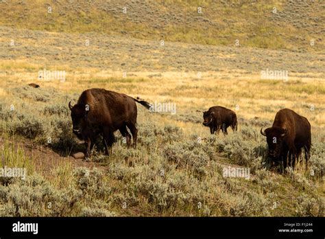 Images of the buffalo herd from Hayden Valley, in Yellowstone National ...