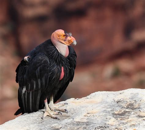 The Recovery of the California Condor | Celebrate Urban Birds