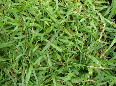 Zoysia Grass Facts, Maintenance & Comparison - ProGardenTips