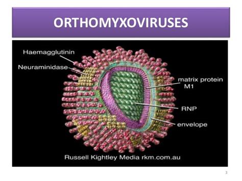 Orthomyxoviruses