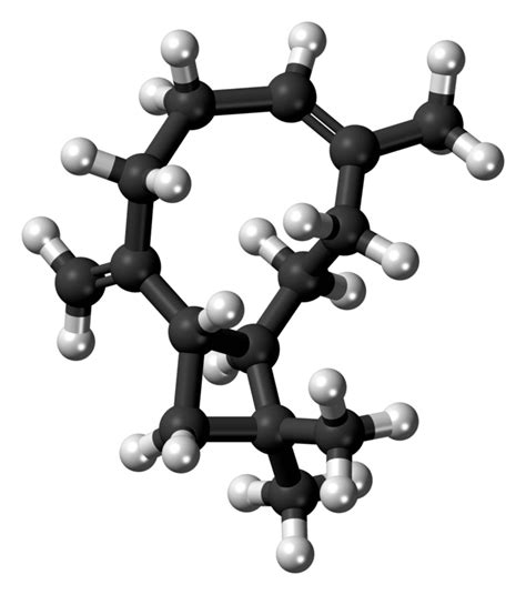 Caryophyllene- Alchimia Grow Shop