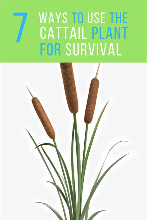 Cattail Uses - 7 Ways To Use The Fascinating Plant For Survival