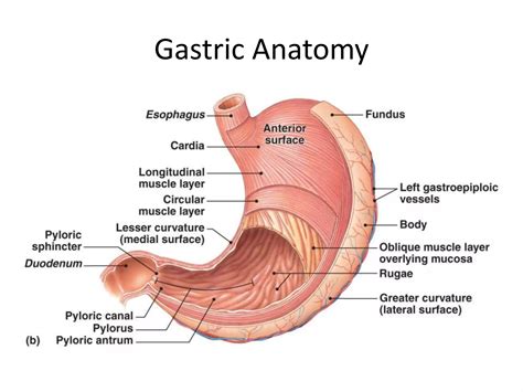 Digestive system (Digestive juice)/Function/Composition | PPT