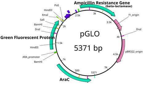 Macvector plasmid mapping - bustersmain