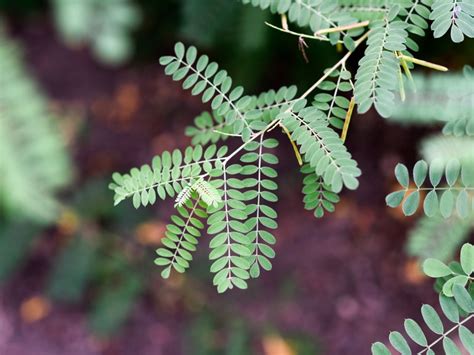 When To Pick Indigo Plants: Learn About Harvesting Indigo Plants