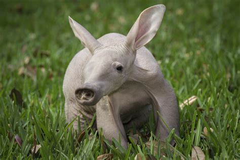 Busch Gardens Tampa Baby Aardvark Feb 2013 - On the Go in MCO