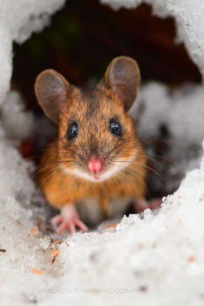 38 Cute and Tiny Wild Mice Photos -DesignBump