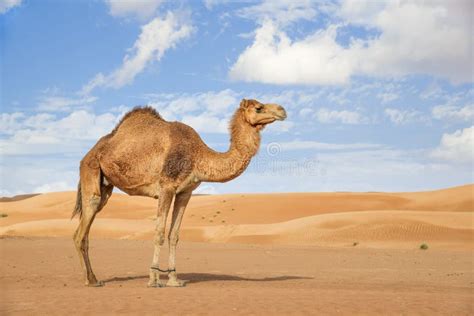 Camel Smiling stock image. Image of desert, wide, middle - 13060833