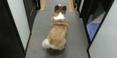 강아지 엉덩이 씰룩씰룩 흔들 꼬리 행복 GIF - Dog Wiggle Tail - Discover & Share GIFs