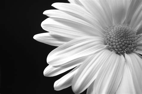 Black and White Daisy Wallpaper - WallpaperSafari