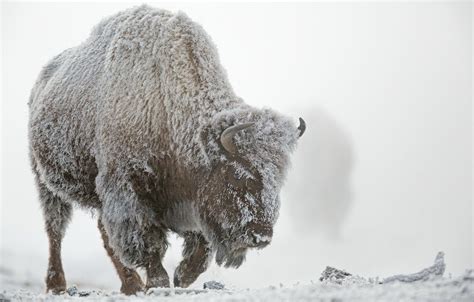 Winter Buffalo Wallpapers - Wallpaper Cave