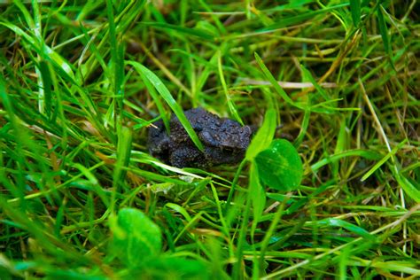 Free stock photo of frog, grass, green