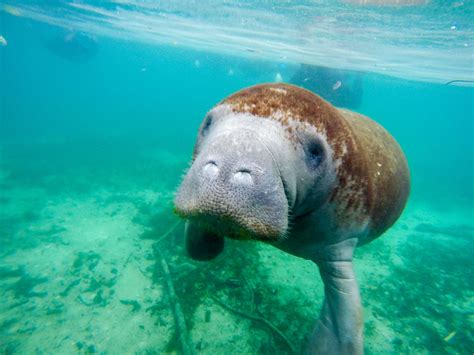 How to Swim with Manatees in Crystal River, Florida - La Jolla Mom