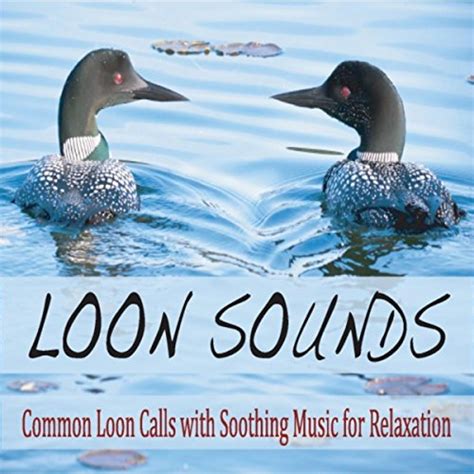 Loon Sounds: Common Loon Calls With Soothing Music for Relaxation by ...