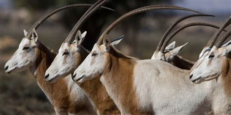 SCIMITAR-HORNED ORYX – The Wildlife Conservation Center