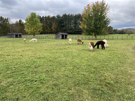 Alpaca Farm – Bucks News Network