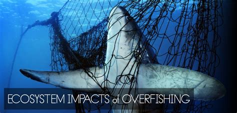 Ecosystems Impacts of Overfishing – Shark Research & Conservation ...