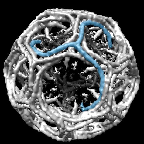 Clathrin - Alchetron, The Free Social Encyclopedia