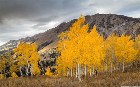 Autumn Aspen Forest Trees Wallpapers - Wallpaper Cave