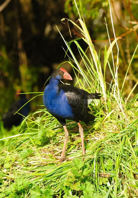 Pukeko stock photo. Image of bird, swamp, omnivore, blue - 30825910