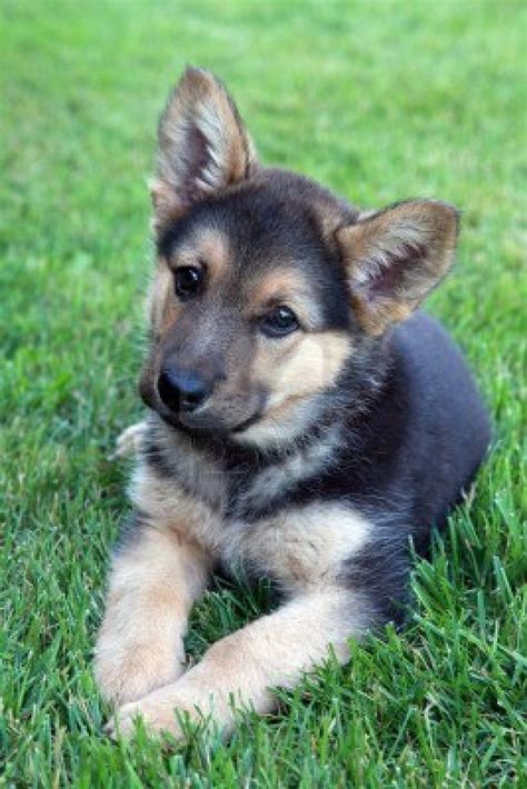 35 German Shepherd Puppies That Really Cute | FallinPets