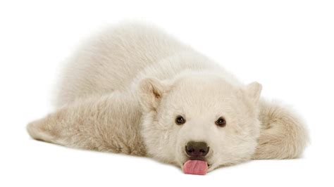 Cute Baby Polar Bears Wallpapers - Wallpaper Cave