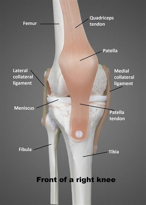 Kneecap Anatomy