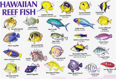 Tropical fish, Fish chart, Colorful fish