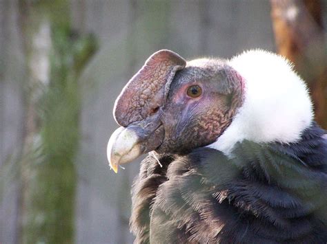 Research review: How scientific research has informed Andean condor ...