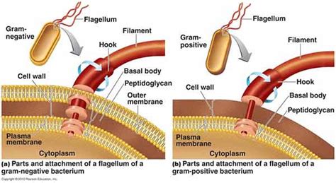 What Types Of Bacterial Flagella - About Flag Collections