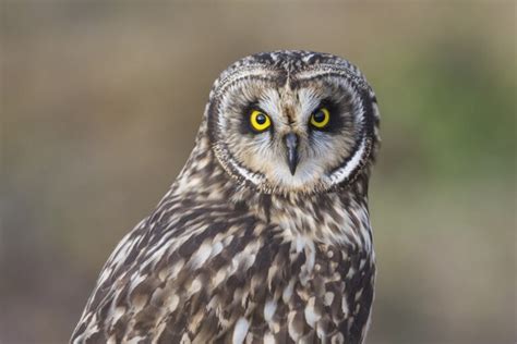 Owls In Kansas: 8 Sunflower State Species To Look For