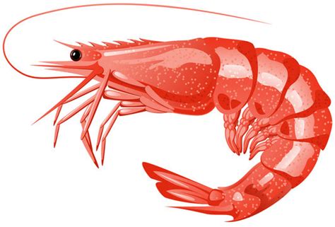 Clipart Of A Shrimp