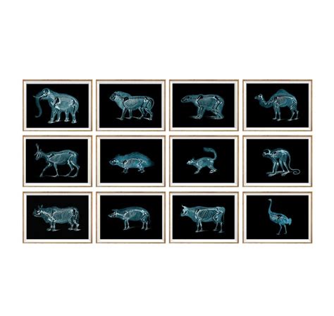 Animal X-ray Art Print SET of 12. X-ray Art X-ray Poster Man - Etsy