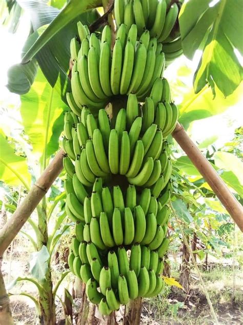 Cara Mematangkan Pisang Cavendish yang Baik dan Benar - Tips Petani