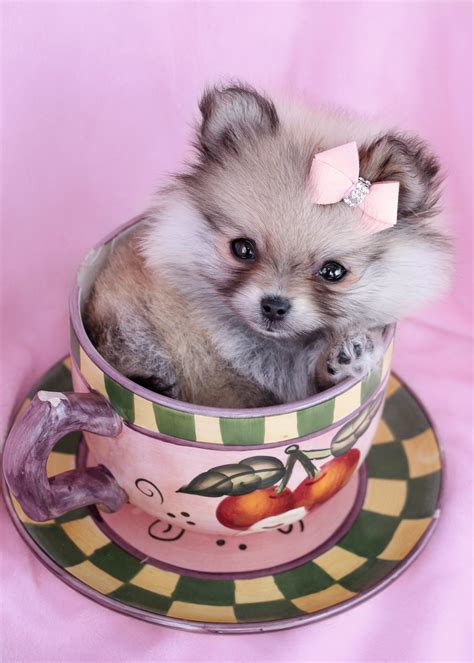 Gorgeous Teacup Pomeranian Puppies for Sale | Teacups, Puppies & Boutique