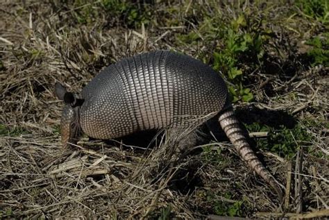 Armadillo Burrow Diagram | Armadillo, Mammals, Placental mammal