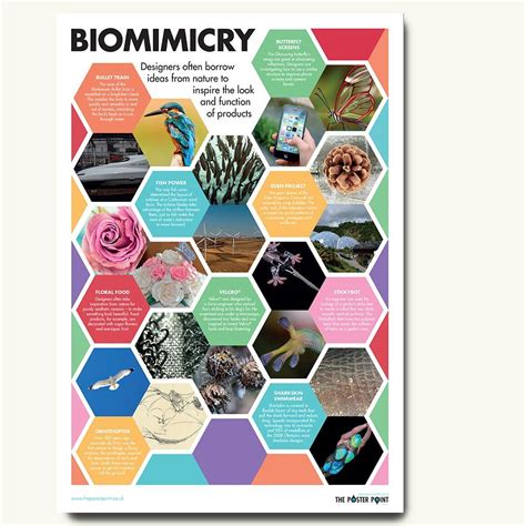 Biomimicry Examples Poster. Product design inspired by nature